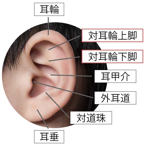 立ち耳治療