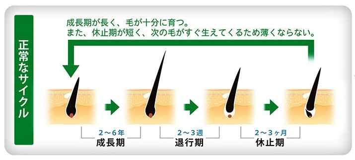 正常なヘアサイクル